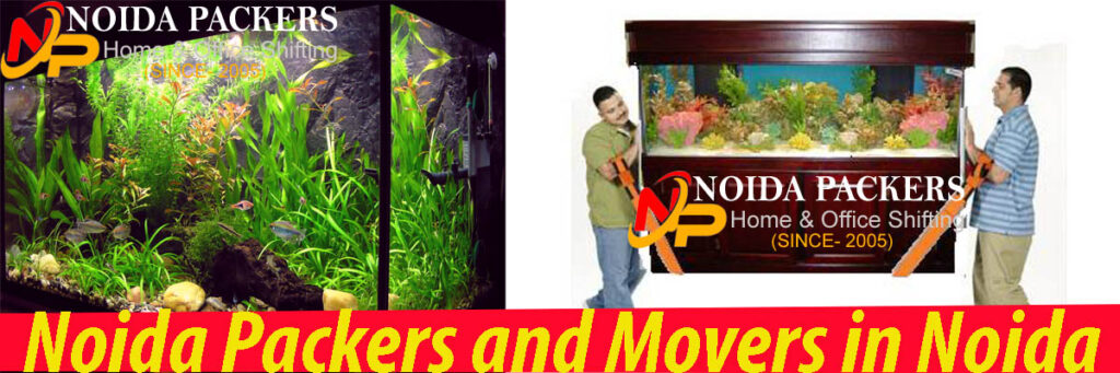 How to Move A Fish Tank- Noida Packers