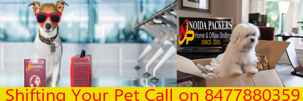 Pet Shifting  in Noida